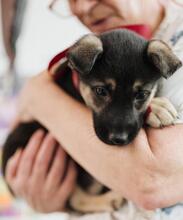 OFELIA, Hund, Mischlingshund in Rumänien - Bild 13