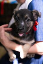 OFELIA, Hund, Mischlingshund in Rumänien - Bild 14