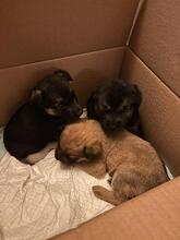 OFELIA, Hund, Mischlingshund in Rumänien - Bild 16