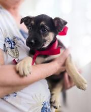 OFELIA, Hund, Mischlingshund in Rumänien - Bild 4