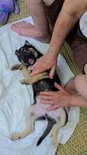 OFELIA, Hund, Mischlingshund in Rumänien - Bild 5