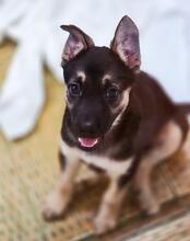 OFELIA, Hund, Mischlingshund in Rumänien - Bild 7