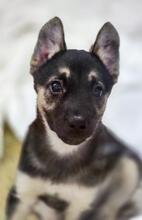 OFELIA, Hund, Mischlingshund in Rumänien - Bild 8