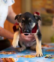OFELIA, Hund, Mischlingshund in Rumänien - Bild 9