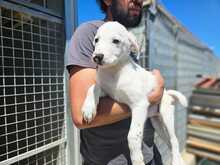 MARKUS, Hund, Mischlingshund in Italien - Bild 1