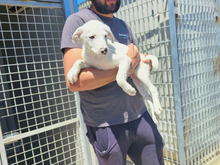 MARKUS, Hund, Mischlingshund in Italien - Bild 3