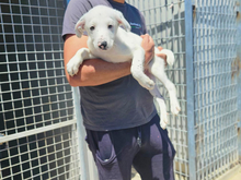 MARKUS, Hund, Mischlingshund in Italien - Bild 4