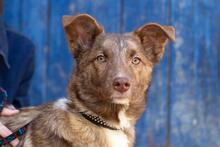 LOUIS, Hund, Australian Shepherd Mischling in Ukraine - Bild 1