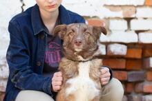 LOUIS, Hund, Australian Shepherd Mischling in Ukraine - Bild 2