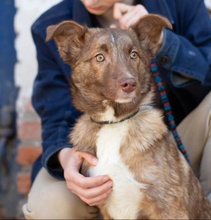 LOUIS, Hund, Australian Shepherd Mischling in Ukraine - Bild 5