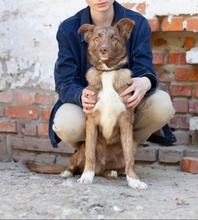 LOUIS, Hund, Australian Shepherd Mischling in Ukraine - Bild 6