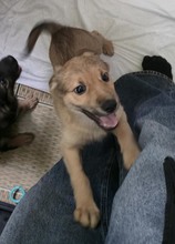 OTIS, Hund, Mischlingshund in Rumänien - Bild 10