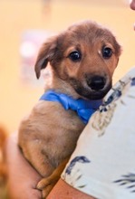 OTIS, Hund, Mischlingshund in Rumänien - Bild 11