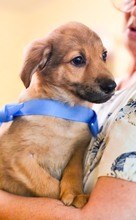 OTIS, Hund, Mischlingshund in Rumänien - Bild 12