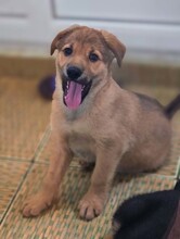 OTIS, Hund, Mischlingshund in Rumänien - Bild 14