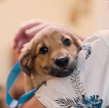 OTIS, Hund, Mischlingshund in Rumänien - Bild 15