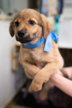 OTIS, Hund, Mischlingshund in Rumänien - Bild 16