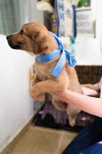 OTIS, Hund, Mischlingshund in Rumänien - Bild 17