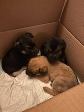 OTIS, Hund, Mischlingshund in Rumänien - Bild 18