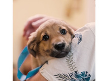 OTIS, Hund, Mischlingshund in Rumänien - Bild 2