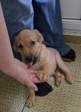 OTIS, Hund, Mischlingshund in Rumänien - Bild 9