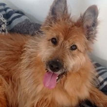 BULL, Hund, Mischlingshund in Spanien - Bild 1