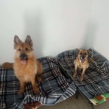 BULL, Hund, Mischlingshund in Spanien - Bild 10