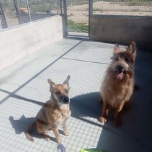 BULL, Hund, Mischlingshund in Spanien - Bild 11