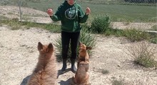 BULL, Hund, Mischlingshund in Spanien - Bild 13