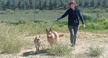 BULL, Hund, Mischlingshund in Spanien - Bild 14