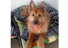BULL, Hund, Mischlingshund in Spanien - Bild 2