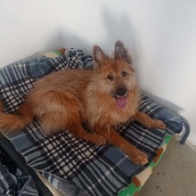 BULL, Hund, Mischlingshund in Spanien - Bild 3
