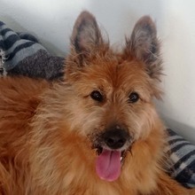 BULL, Hund, Mischlingshund in Spanien - Bild 5