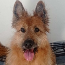 BULL, Hund, Mischlingshund in Spanien - Bild 6