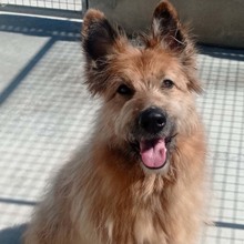 BULL, Hund, Mischlingshund in Spanien - Bild 7
