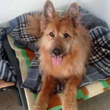 BULL, Hund, Mischlingshund in Spanien - Bild 8