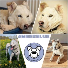 AMBERBLUE, Hund, Mischlingshund in Schramberg - Bild 1