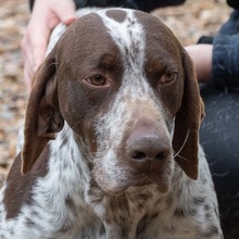 ASTON, Hund, Bracke/Pointer in Spanien - Bild 1