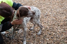 ASTON, Hund, Bracke/Pointer in Spanien - Bild 10