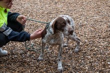 ASTON, Hund, Bracke/Pointer in Spanien - Bild 11