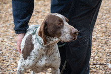 ASTON, Hund, Bracke/Pointer in Spanien - Bild 13