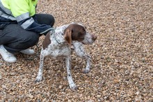 ASTON, Hund, Bracke/Pointer in Spanien - Bild 14