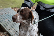 ASTON, Hund, Bracke/Pointer in Spanien - Bild 15