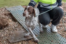 ASTON, Hund, Bracke/Pointer in Spanien - Bild 16