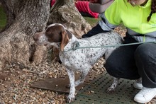 ASTON, Hund, Bracke/Pointer in Spanien - Bild 17