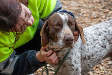ASTON, Hund, Bracke/Pointer in Spanien - Bild 2
