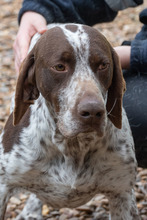 ASTON, Hund, Bracke/Pointer in Spanien - Bild 3