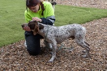 ASTON, Hund, Bracke/Pointer in Spanien - Bild 4