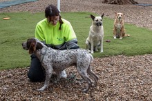 ASTON, Hund, Bracke/Pointer in Spanien - Bild 5