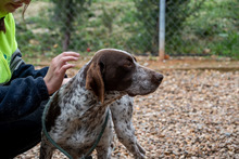 ASTON, Hund, Bracke/Pointer in Spanien - Bild 6